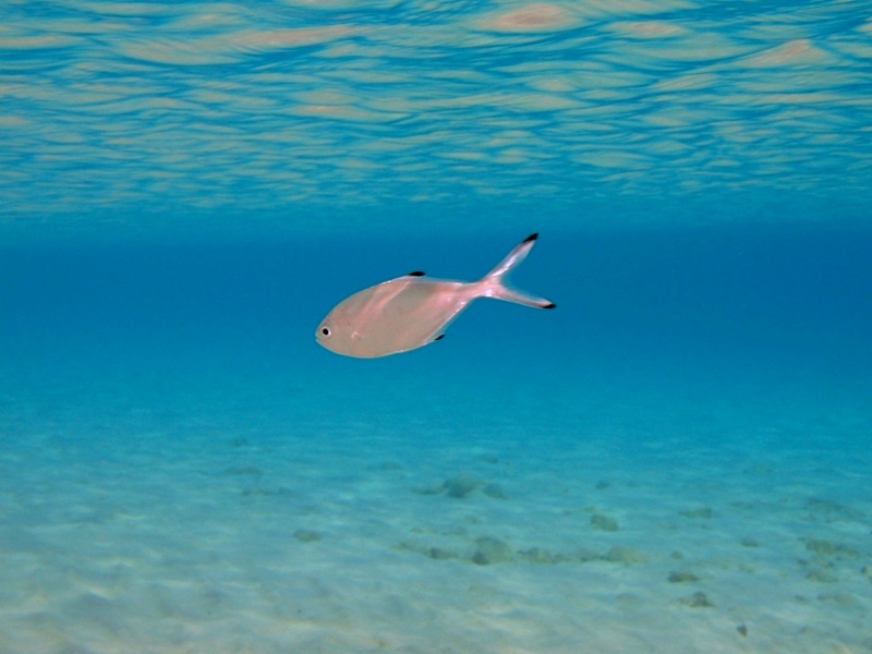 Trachinotus ovatus (Linnaeus, 1758)